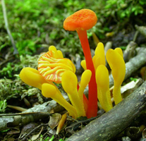 Microglossum rufum and Hygrocybe cantharellus – The bright yellow Microglossums show their spoon-shaped heads and the granular surface on the stalks.